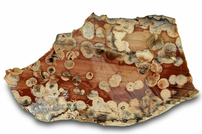Petrified Peanut Wood Section - Australia #260769